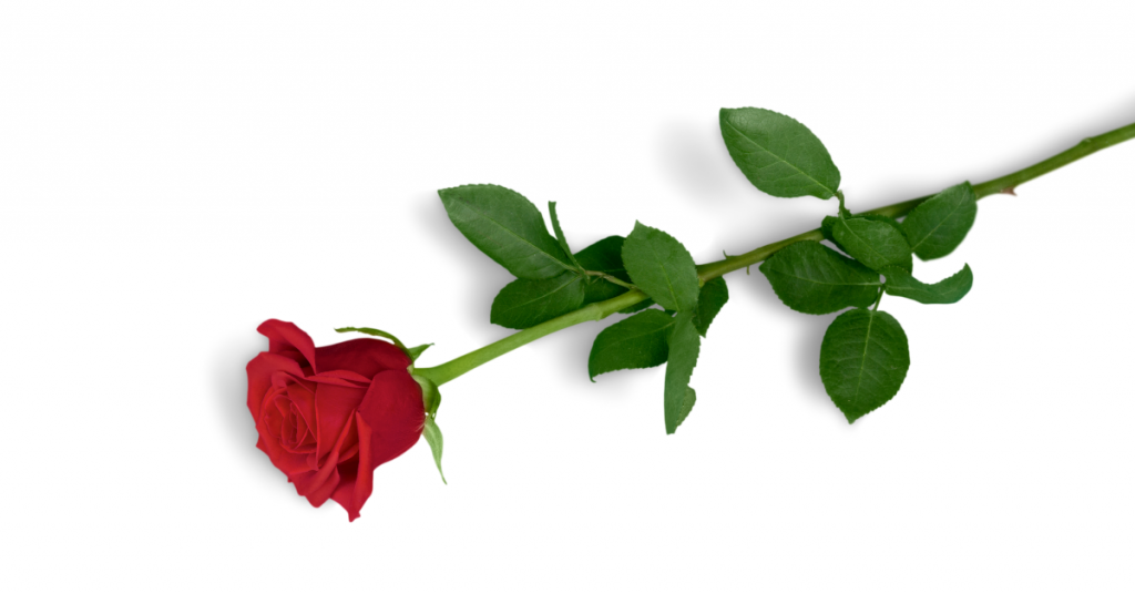 Rosa roja con tallo largo y varias hojas en posición horizontal